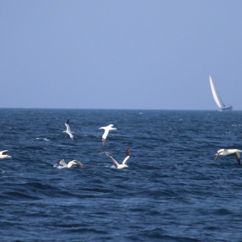 Seagulls flying over ocean with sailboat in the distance.
