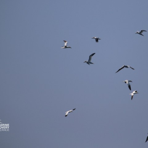 Gannets flying against a clear blue sky.