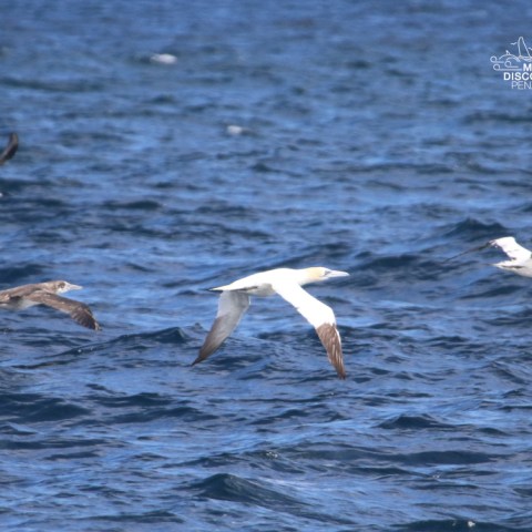 Seabird flying over ocean waves with others in the background.