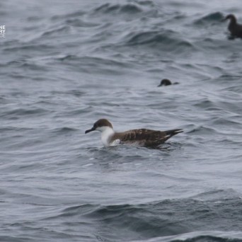 Seabirds floating on choppy ocean waves under a cloudy sky.