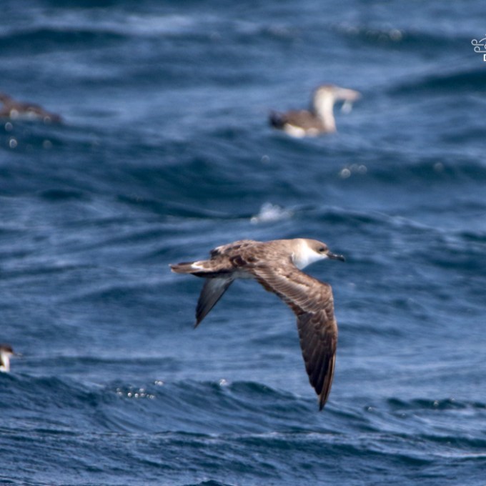 Great shearwater flying over ocean with more birds in background.
