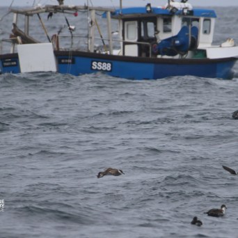 Blue fishing boat at sea with seabirds flying and floating nearby.