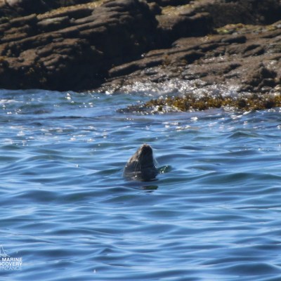 Seal head visible above water near rocky shore.