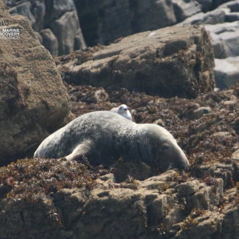 Seal resting on rocky shore with seaweed and a small bird nearby.