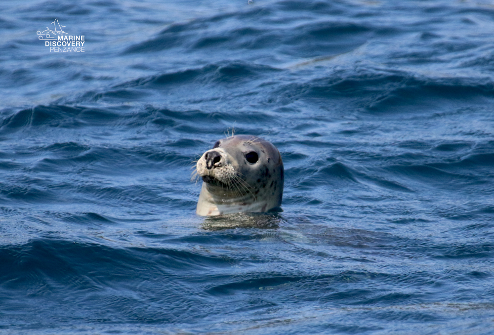 Seal peeking out of calm ocean water.