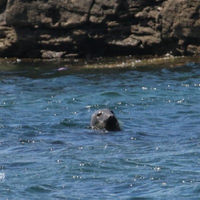Seal swimming near rocky shore in clear blue water.