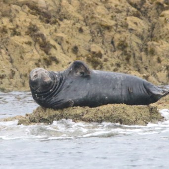 Seal resting on rocky shoreline near water