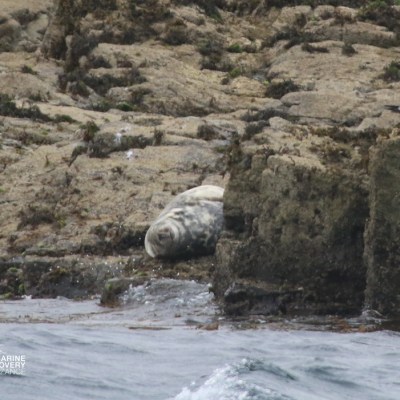 Seal resting on rocky shore near water's edge.