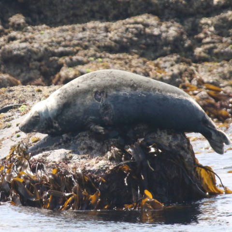 Seal lying on a rock surrounded by seaweed and water.
