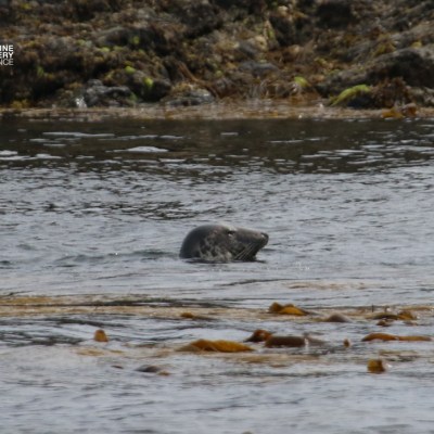 Seal swimming in water near rocky shore with seaweed.