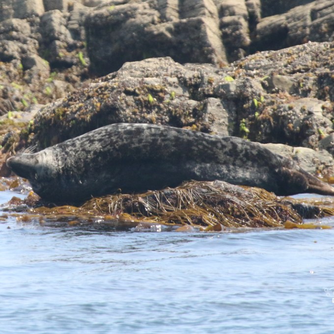 Seal lying on rocky shore surrounded by water.