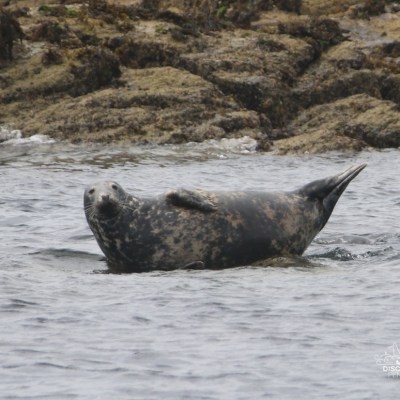 Seal resting on a rock near the water's edge.