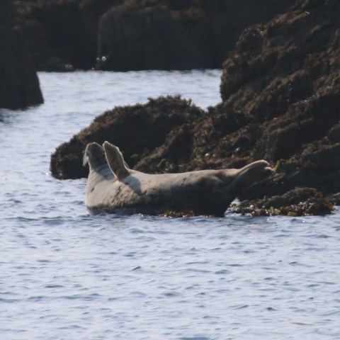 Seal resting on rocks by the water's edge.