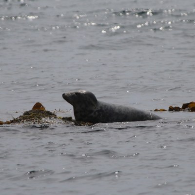 Seal resting on seaweed-covered rock in the ocean.
