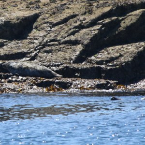 Seal resting on rocky shore, partially submerged in water.