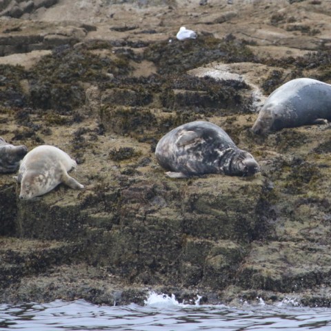 Four seals resting on a rocky shore by the water's edge.