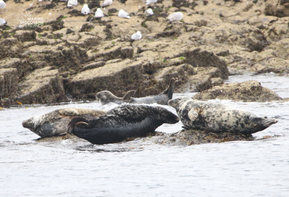 Seals resting on rocky shore with gulls in the background.