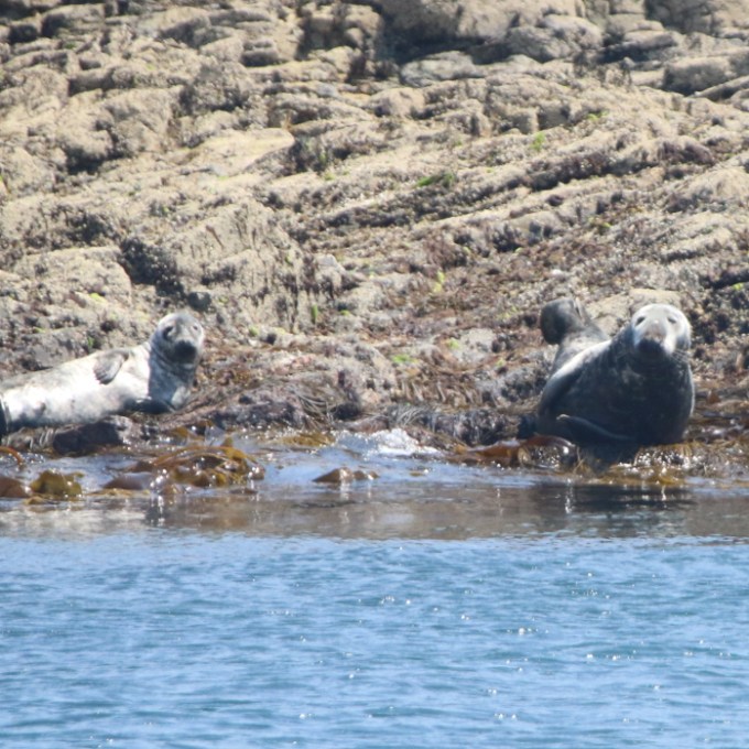 Two seals resting on rocky shore by the water.