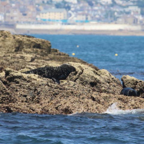 Seals resting on rocky shore with ocean and city in background.