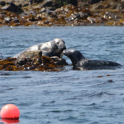 Two seals interacting on rocks in the water near seaweed with an orange buoy floating nearby.