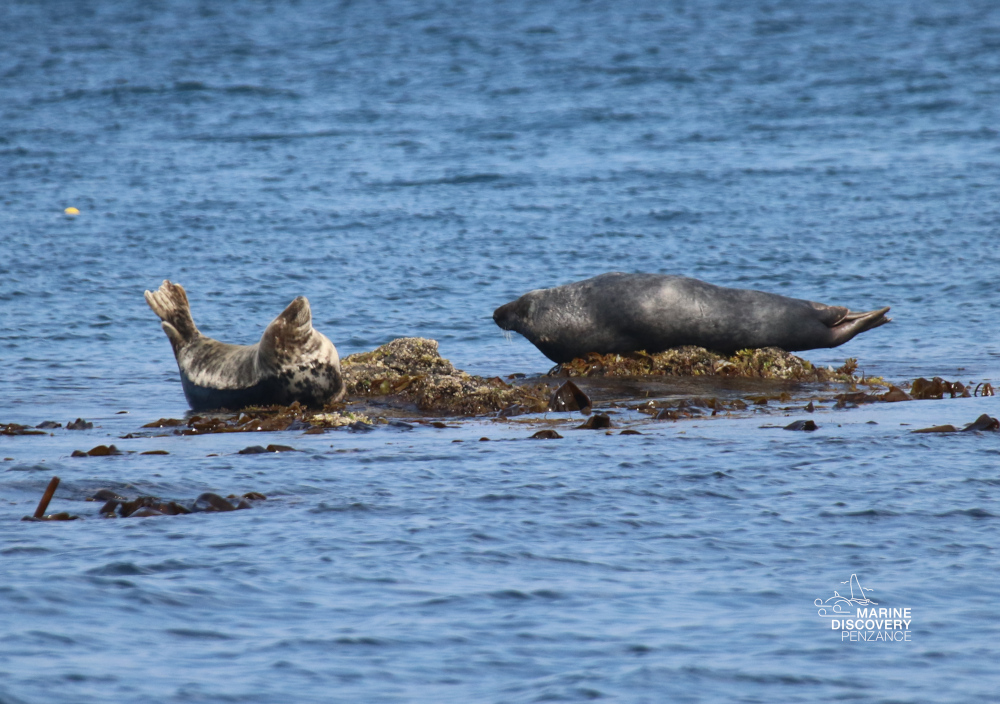 Two seals rest on a small rock in the ocean.