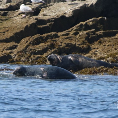 Two seals resting on rocky shore with seagulls nearby.