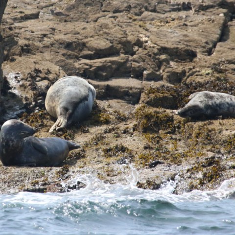Three seals resting on rocky shore with seaweed.