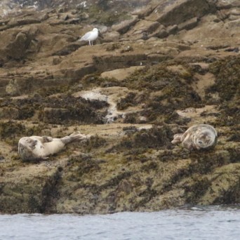 Two seals resting on rocky shore, with a seagull standing nearby.
