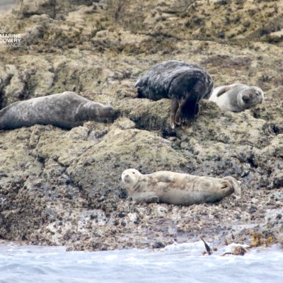 Four seals lying on rocky shore by the water's edge.