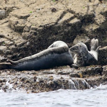 Seal resting on rocky shore by the water.