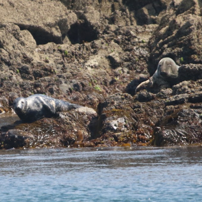 Two seals resting on rocks by the water's edge.