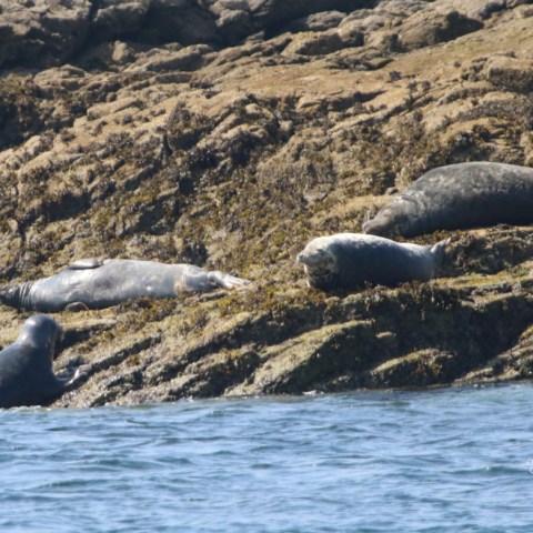Seals lounging on rocky shoreline near the water.