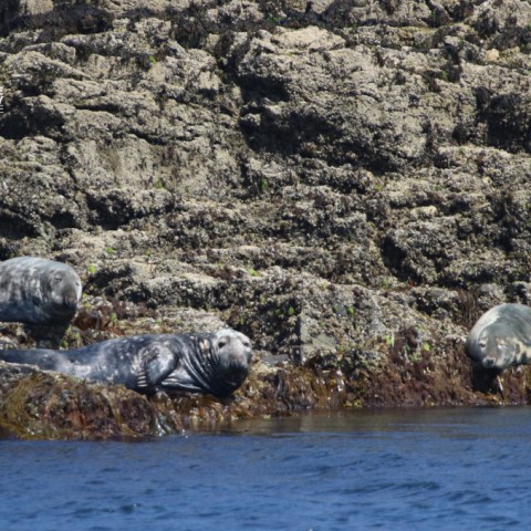 Three seals resting on rocky shoreline by the water.