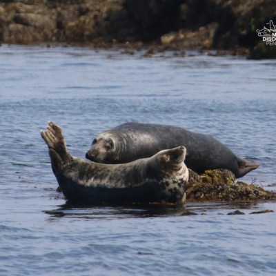 Two seals resting on rocks in the water.