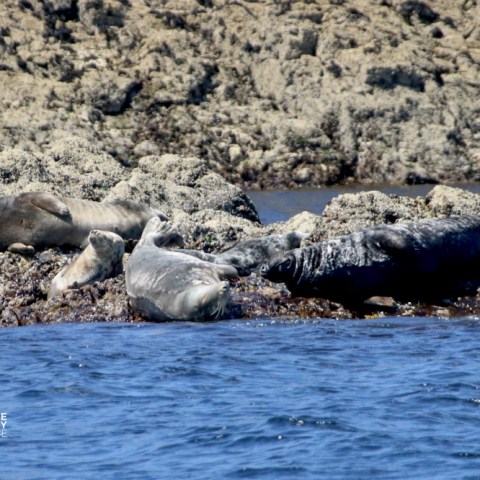 Seals resting on rocky shore by the water.