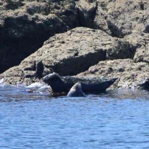 Two seals resting on rocky shore by the water.