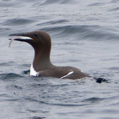 A seabird with a fish in its beak swimming in the ocean.