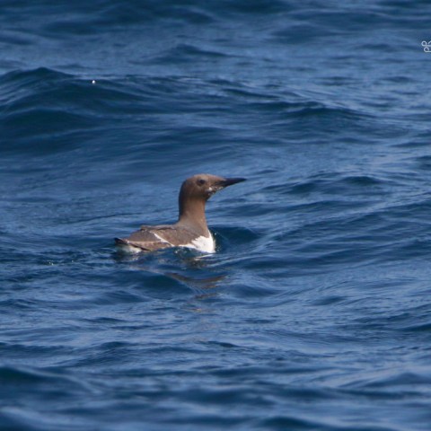 Bird swimming in the ocean with a logo in the corner.