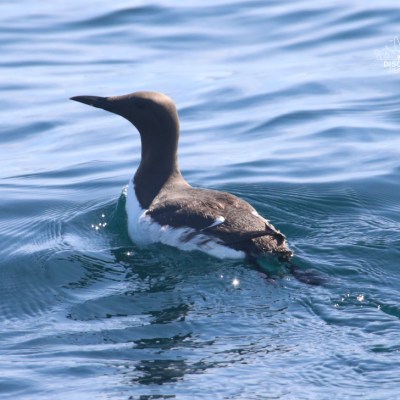 A seabird swimming on calm blue water.