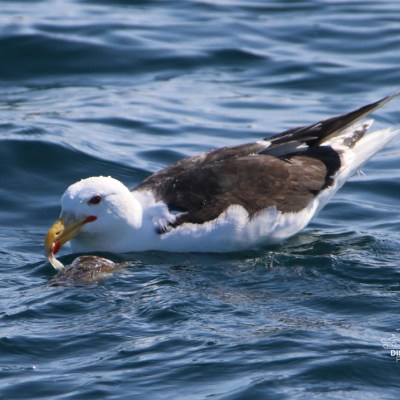 Seagull eating fish on ocean surface with logo in corner.