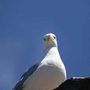 Seagull perched on a rock against a clear blue sky.