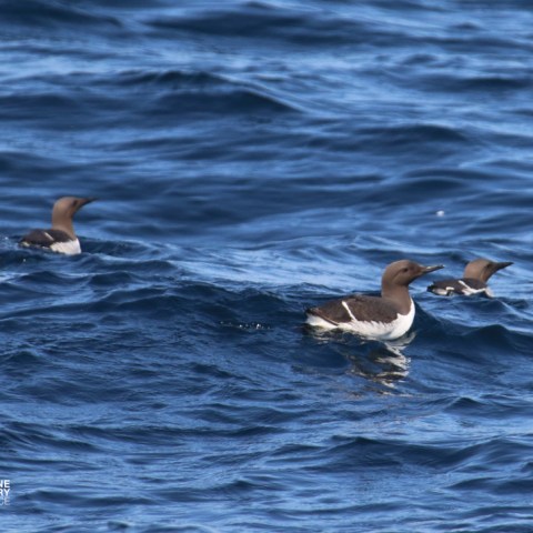 Three seabirds floating on the ocean's surface in blue waves.