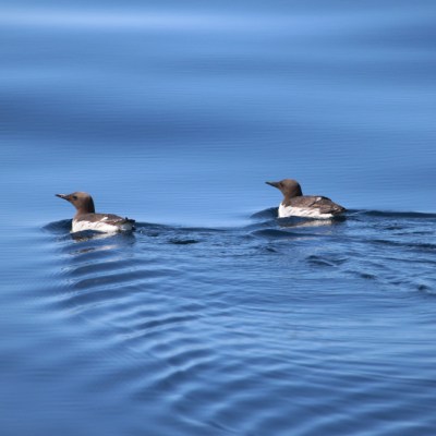 Two seabirds swimming on calm blue water.