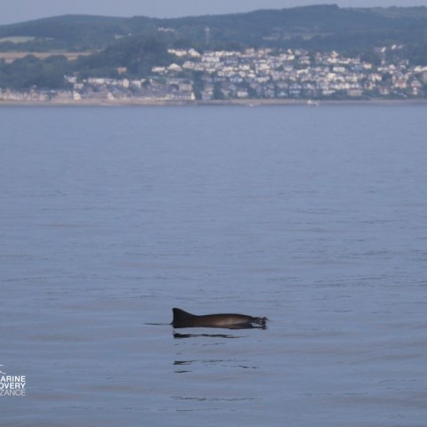 A porpoise fin emerges from calm sea with distant coastline in background.