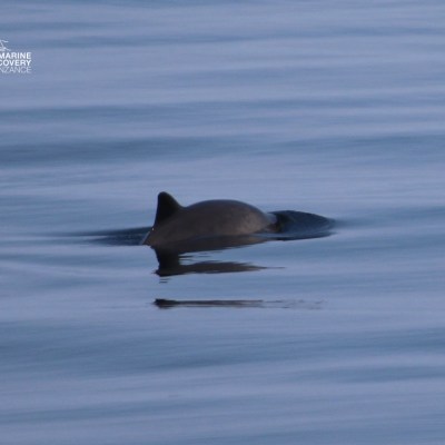 Porpoise fin above water's surface in calm sea.