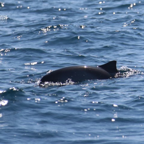 A dolphin fin emerges from rippling water.