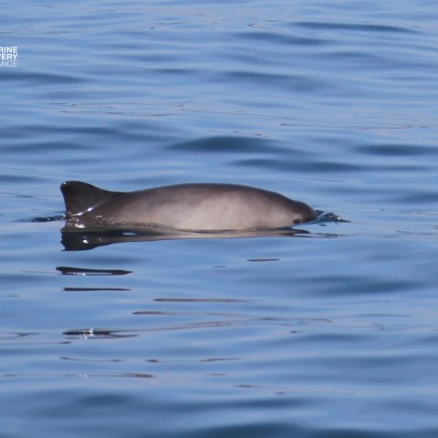 Porpoise swimming at the water surface on a calm day.
