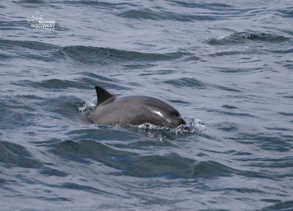Dorsal fin of a porpoise surfacing in the ocean waves.