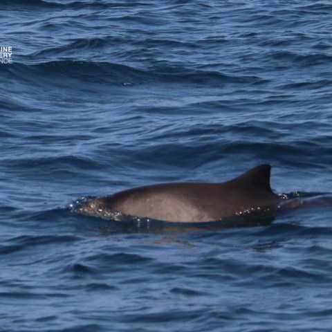 A fin of a marine animal surfaces in the ocean waves.