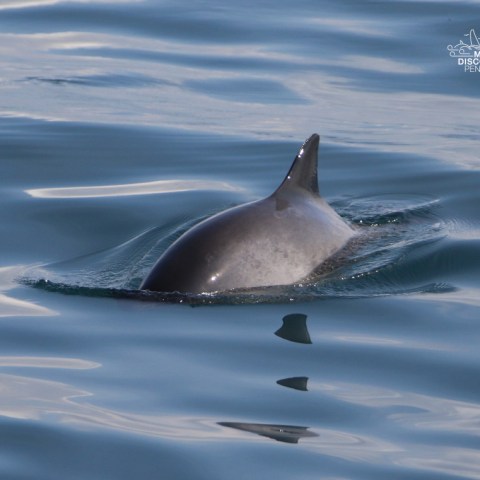 Porpoise's dorsal fin above water surface in calm sea
